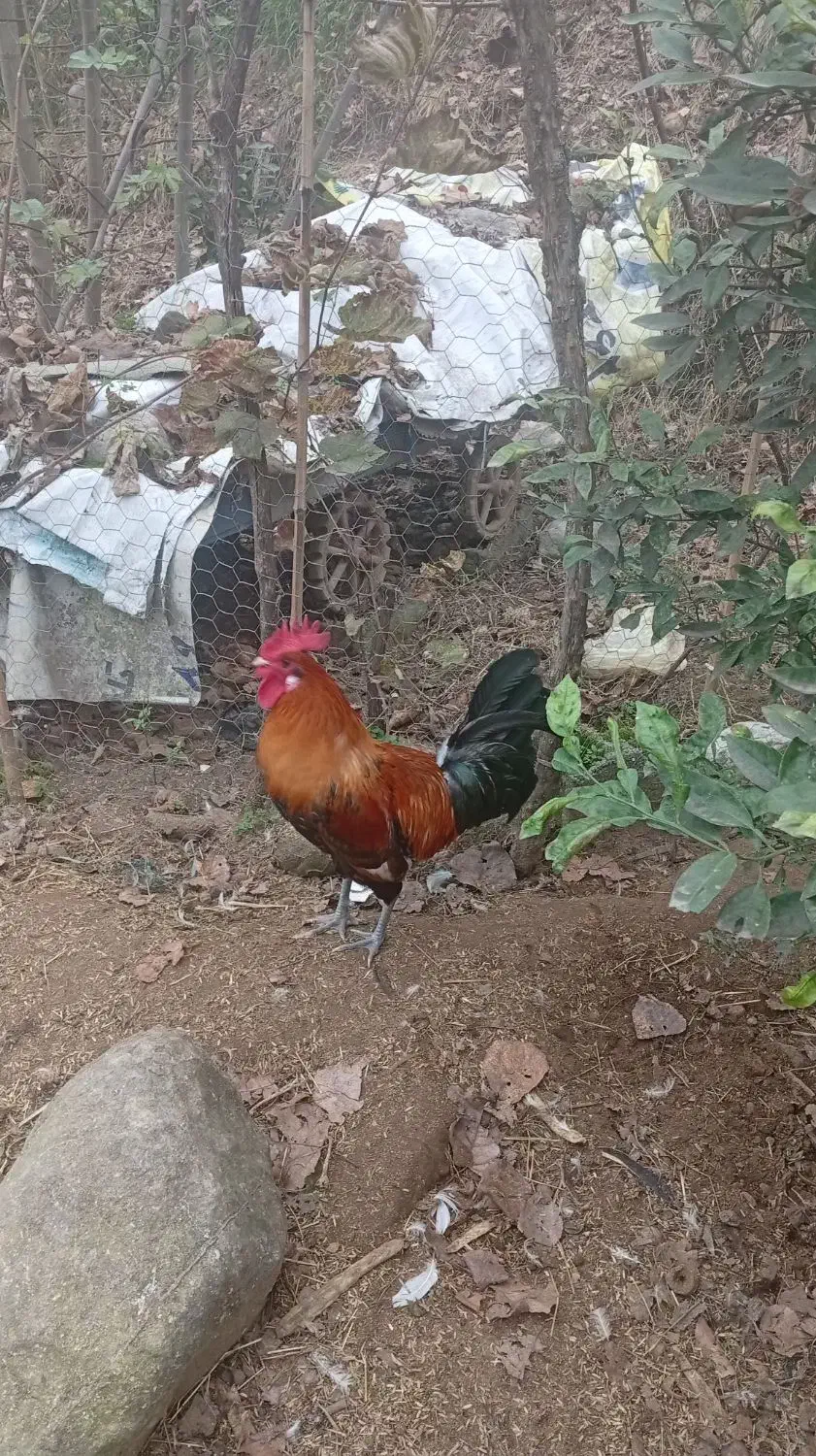 خروس جوان|حیوانات مزرعه|عباسآباد, |دیوار