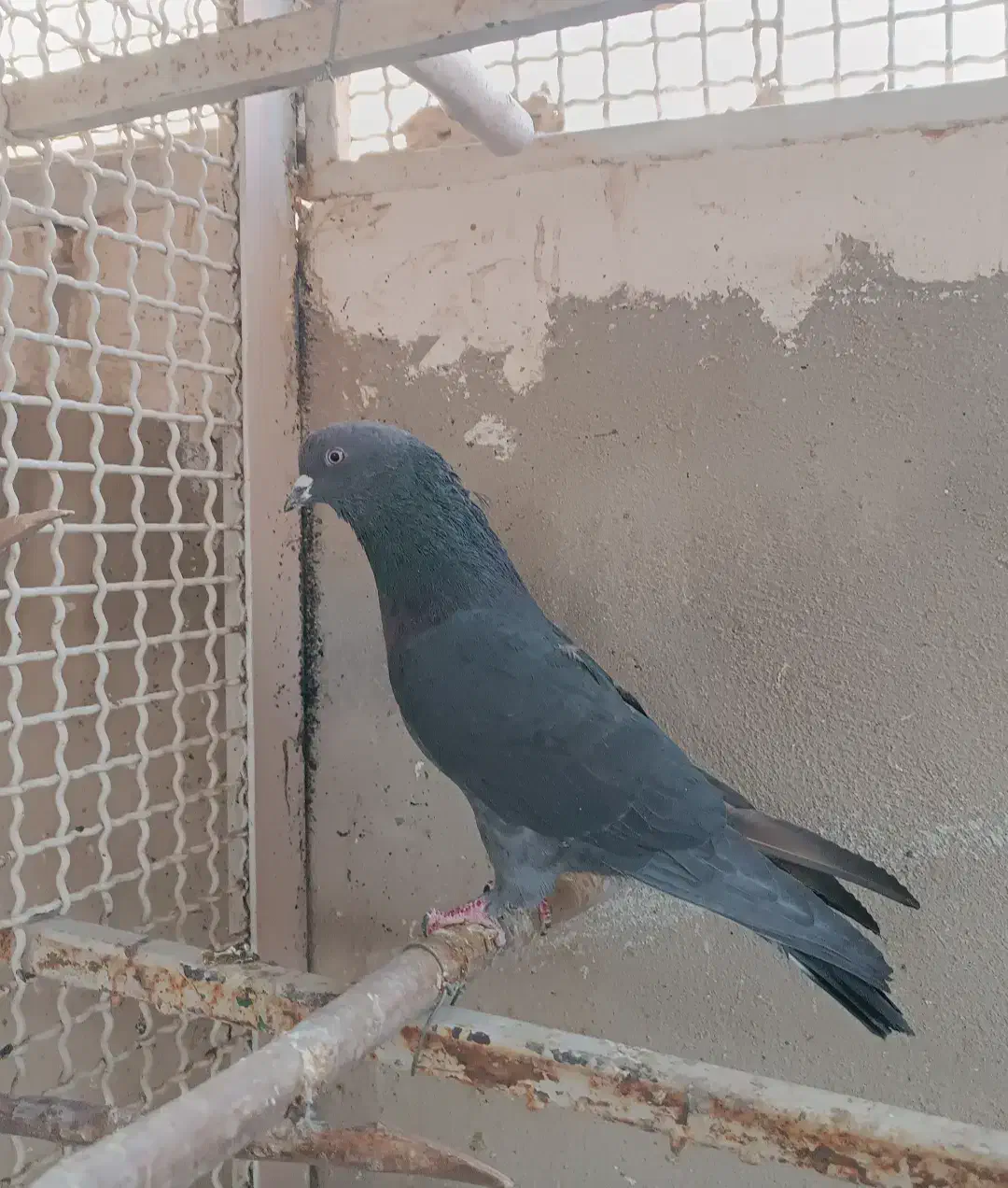 کفتر خوب|پرنده|قم, انسجام|دیوار