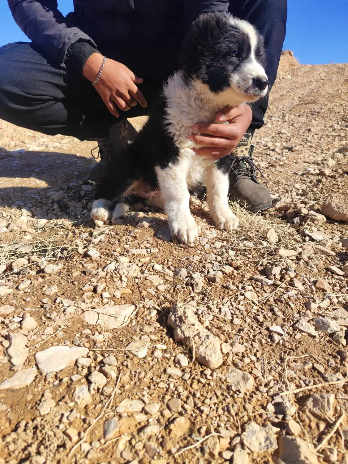 سگ قدرجونی سگ|سگ|رونیز, |دیوار