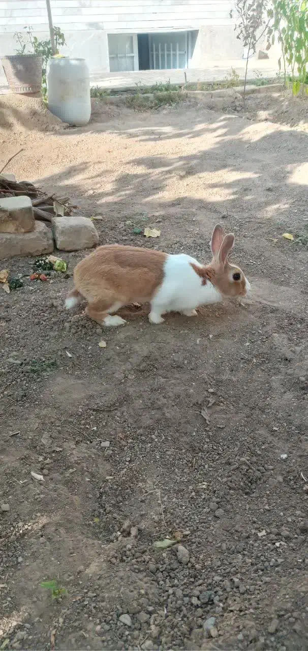 خرگوش خونگی|موش و خرگوش|شاهرود, |دیوار