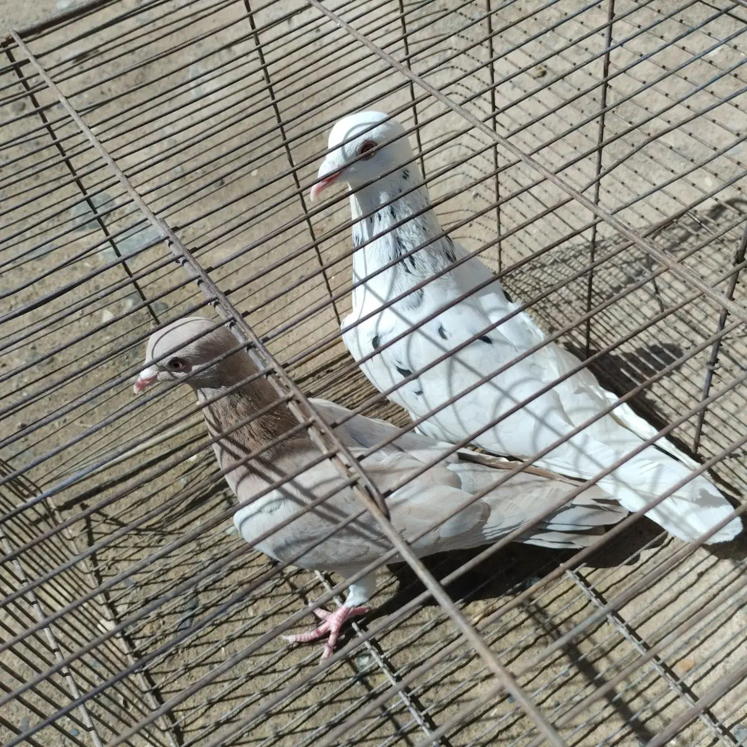 کفتر|پرنده|نیشابور, فردوس شمالی|دیوار