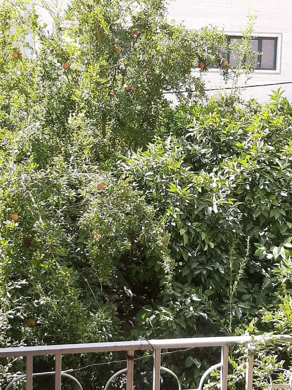اجاره اتاق از دفتر کار|اجارهٔ دفتر کار، اتاق اداری، مطب|شیراز, نشاط|دیوار