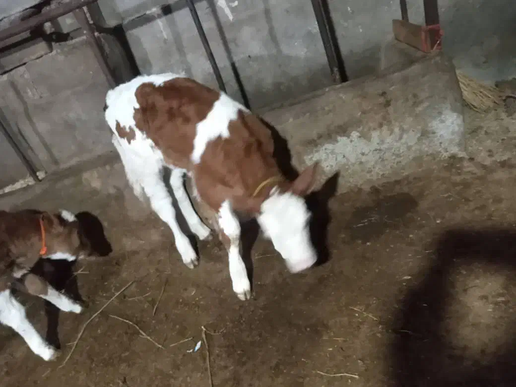 کارگر گاوداری|استخدام صنعتی، فنی، مهندسی|بناب, |دیوار