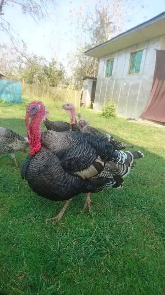 بوقلمون نر حدودا دوساله|حیوانات مزرعه|سنگر, |دیوار