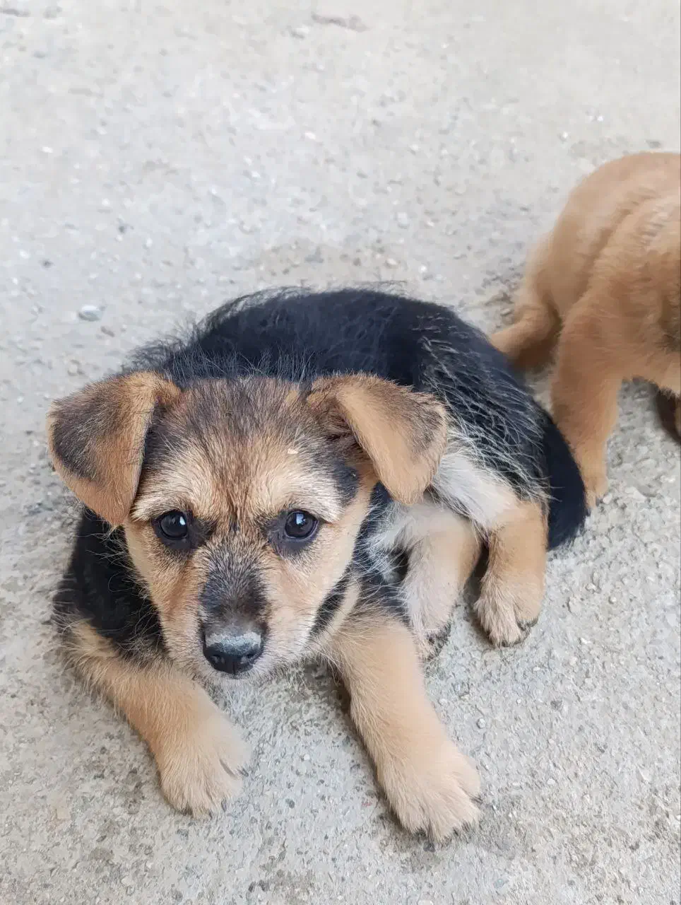 سگ پامر روباهی فروشی هر کدوم یک تومان|سگ|گلوگاه, |دیوار