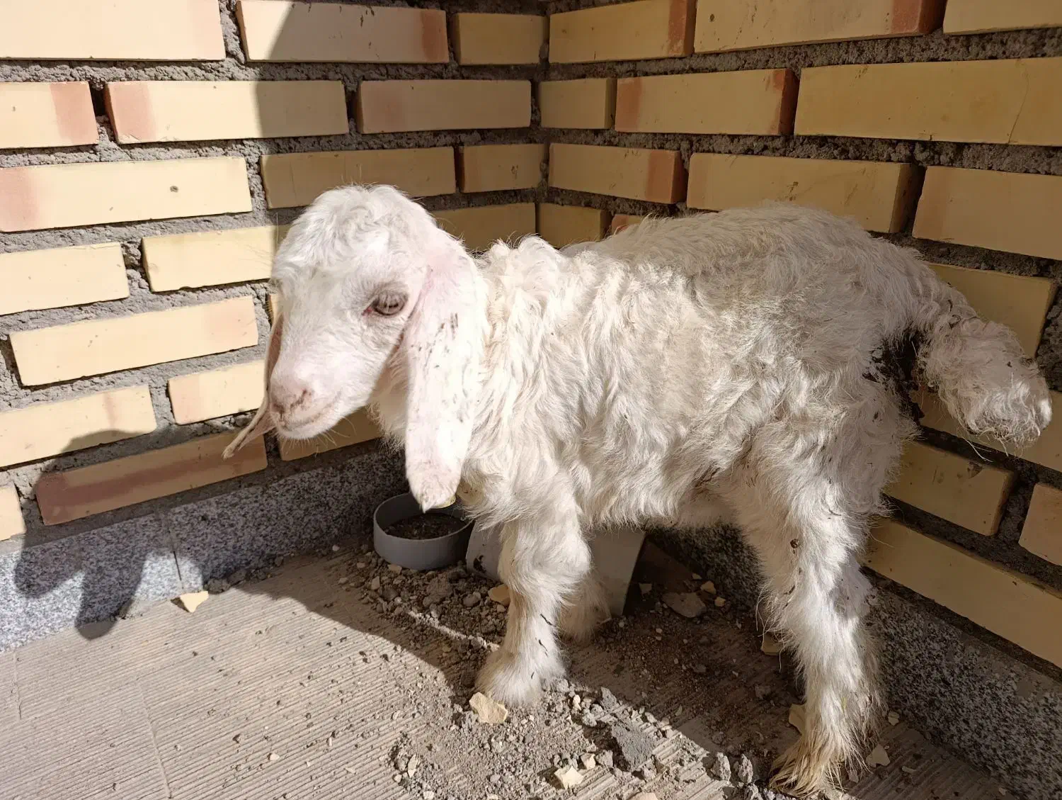 بزغاله|حیوانات مزرعه|بستان آباد, |دیوار