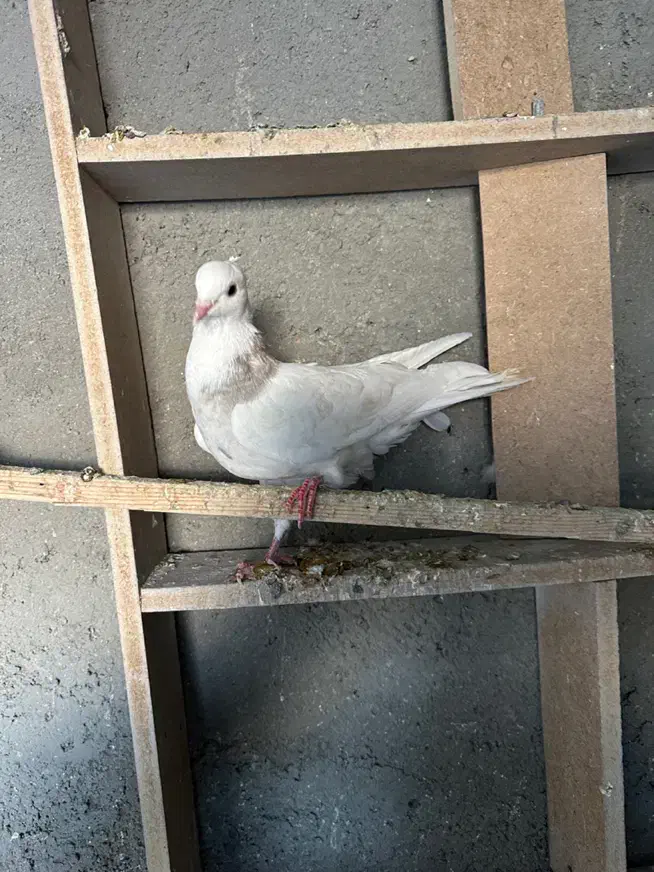 ماده طوقی هفت رنگ|پرنده|بروجرد, |دیوار