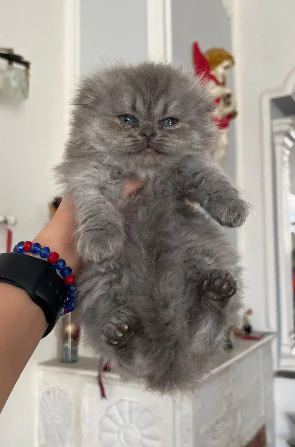 واگذاری گربه اسکاتیش لانگ هیر|گربه|شیراز, معالی‌آباد|دیوار