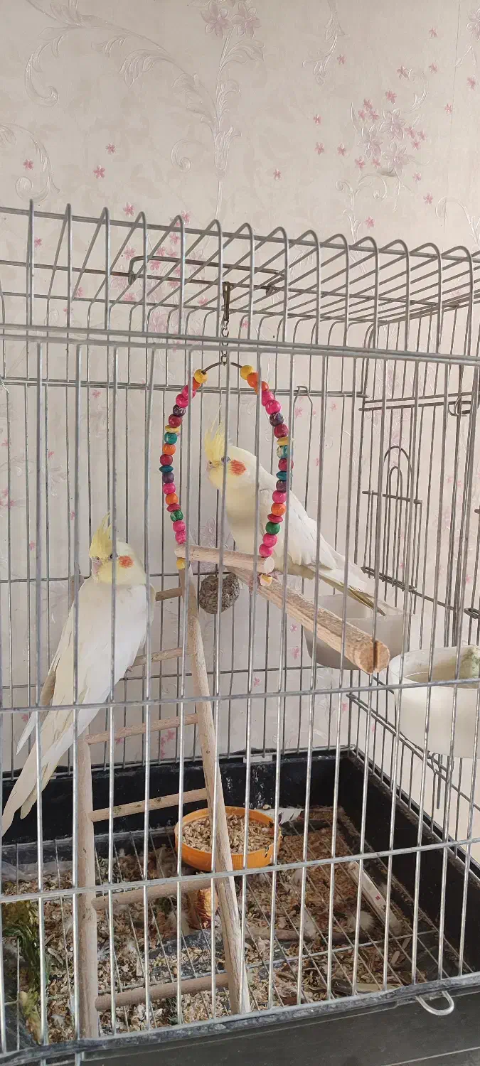 عروس هلندی|پرنده|ری, علایین|دیوار