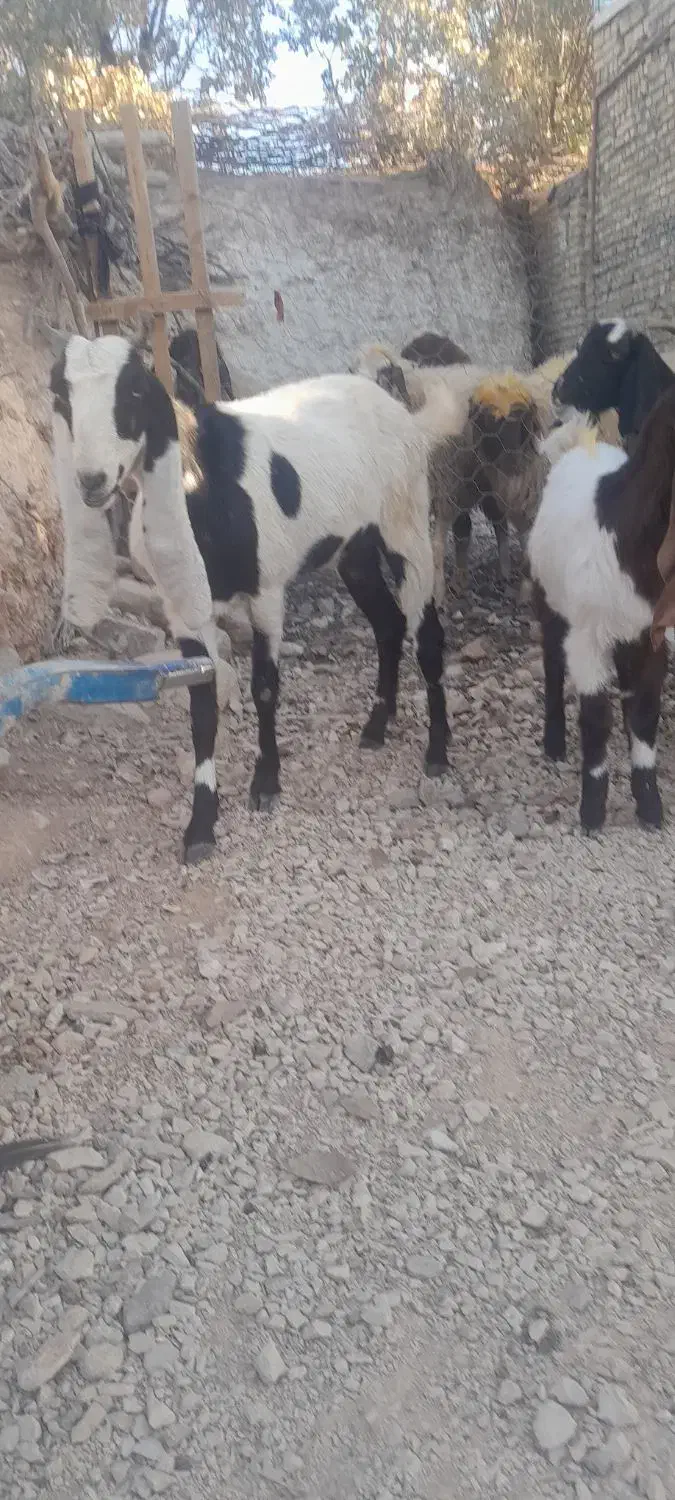 سه عدد تی بز پاکستانی|حیوانات مزرعه|خرمآباد, |دیوار