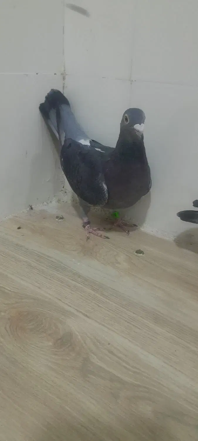 کبوتر|پرنده|شوشتر, |دیوار