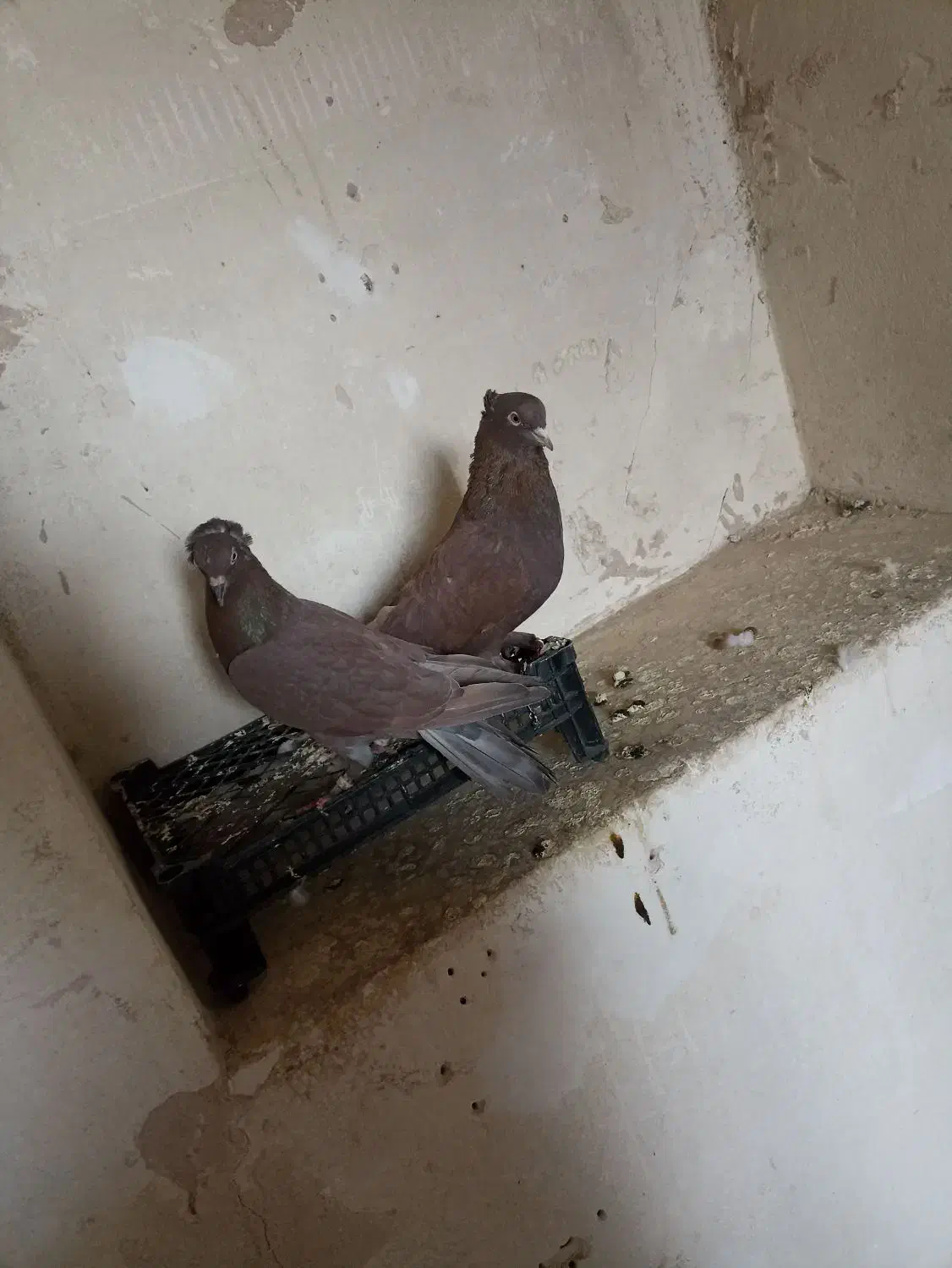 کبوتر راعبی پاپر|پرنده|خمینیشهر, |دیوار