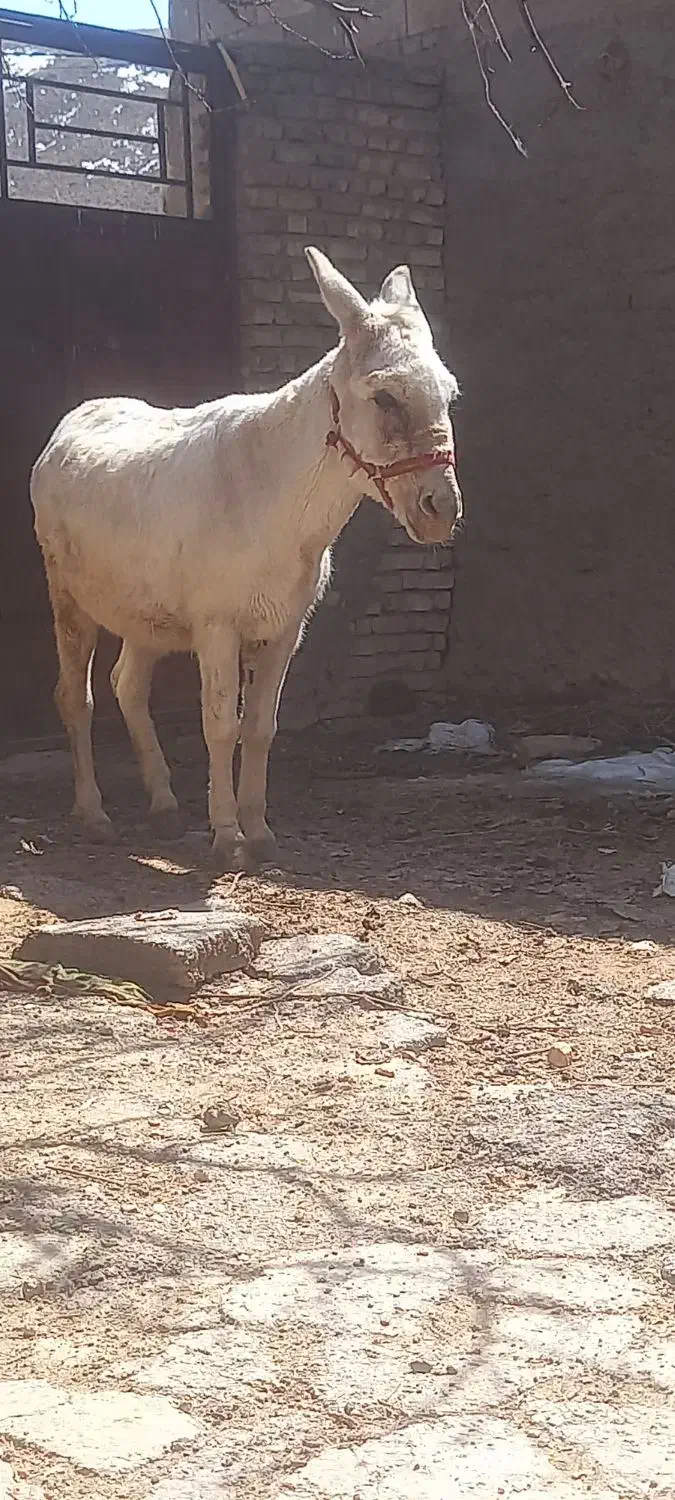 قیمت ۷|حیوانات مزرعه|فریدونشهر, |دیوار