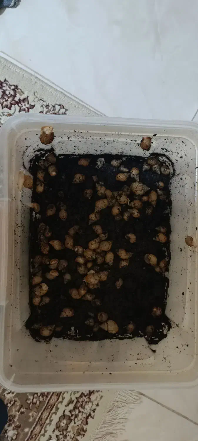 حدود ۱۰۰،الا۲۰۰ عدد حلزون همراه باکس ومکمل|خزنده|کرمانشاه, |دیوار