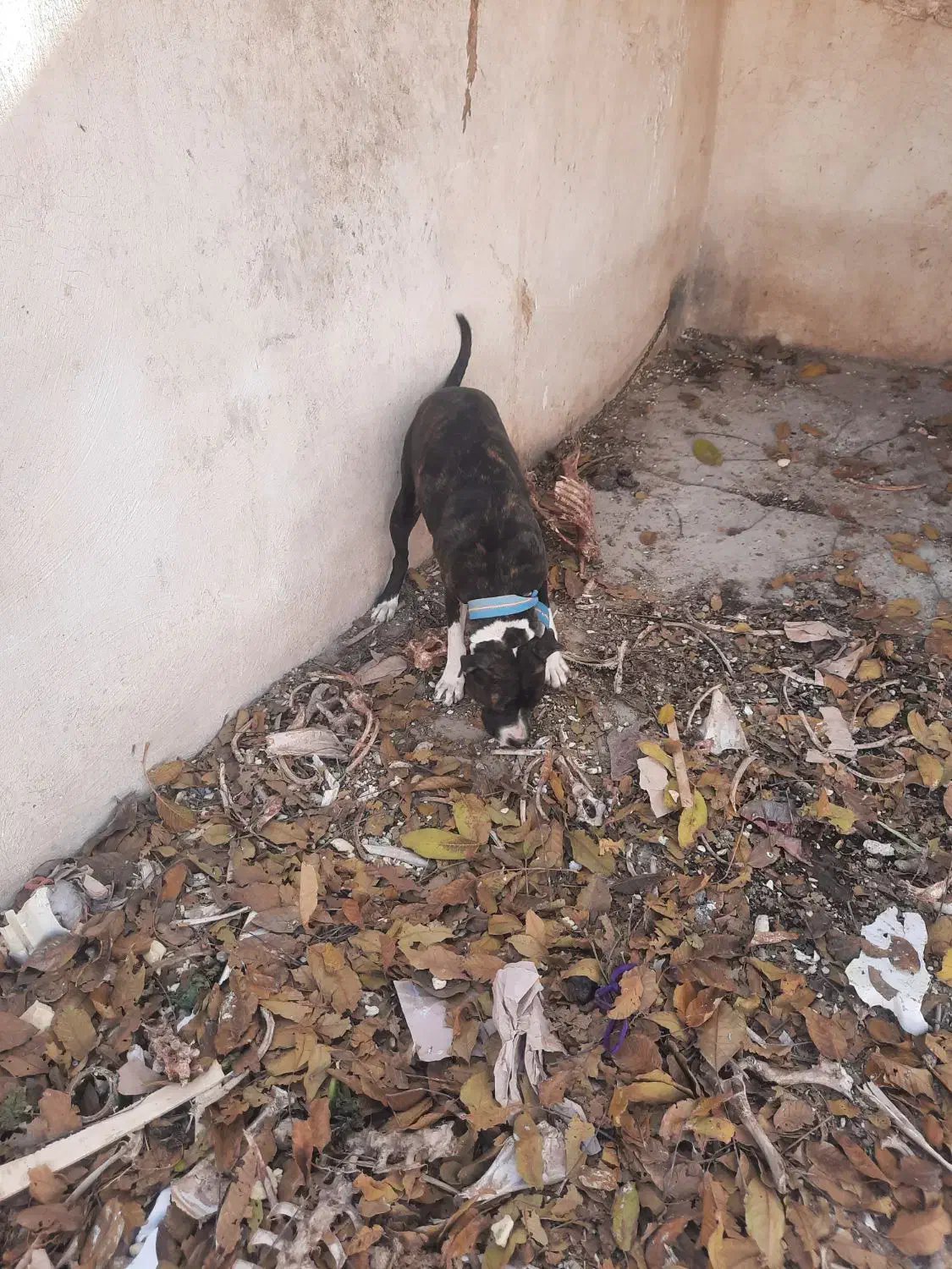 سگ پیت بول|سگ|کرمانشاه, |دیوار