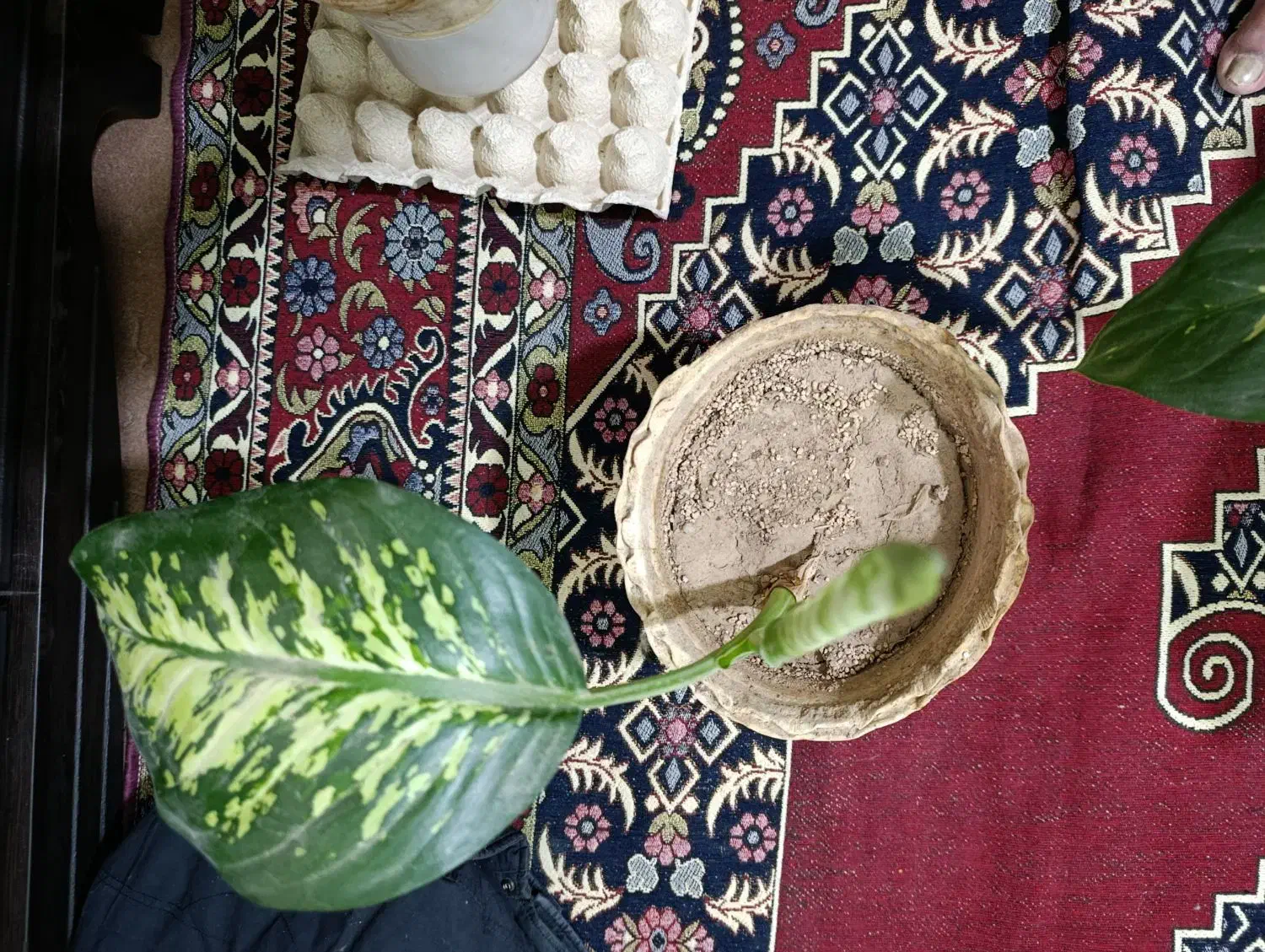 گل دیفن ۳عدد|گل و گیاه طبیعی|کرمان, |دیوار