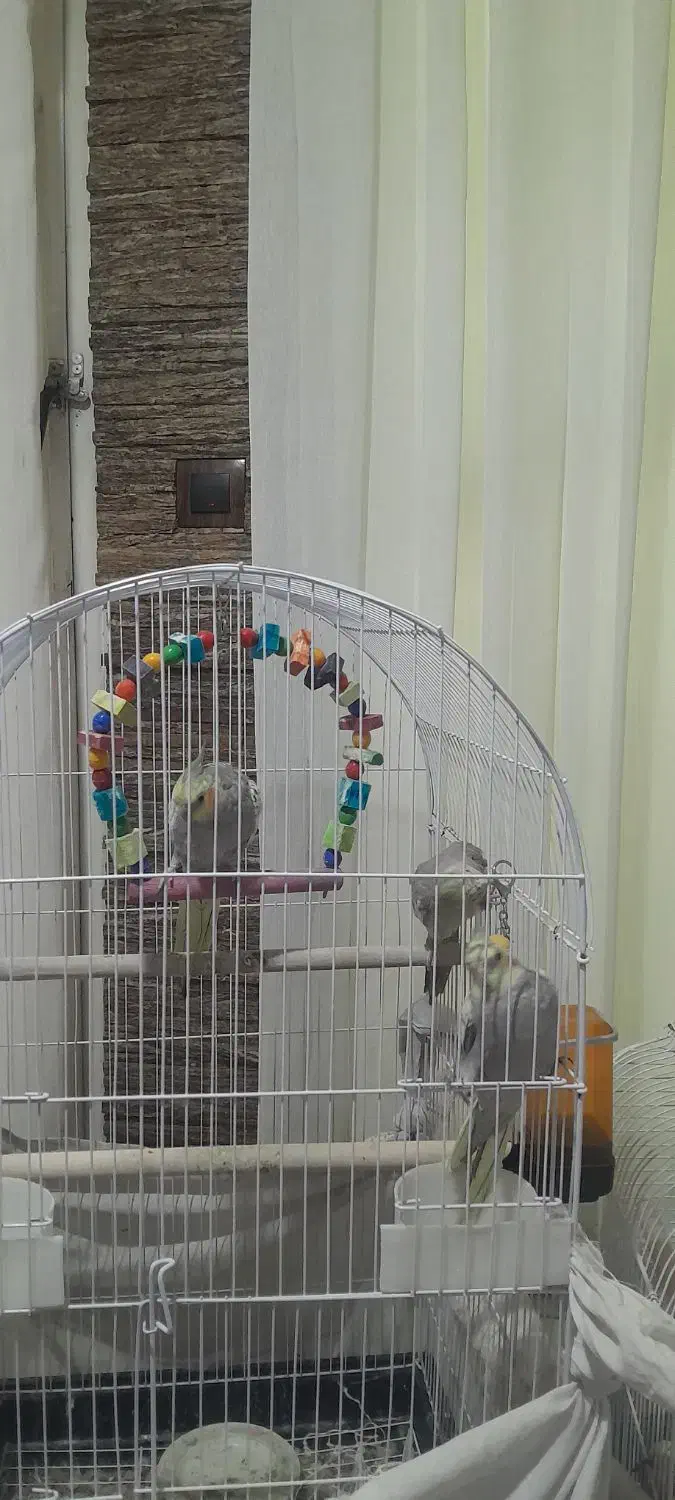 پرنده|پرنده|تهران, تهران‌نو|دیوار