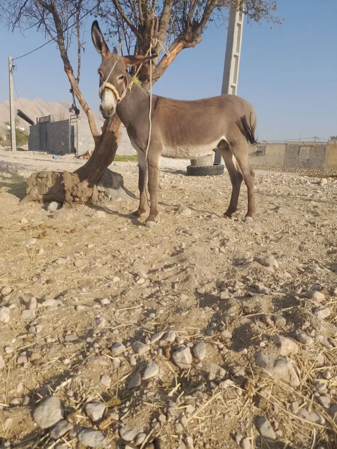 الاغ|حیوانات مزرعه|بهبهان, |دیوار