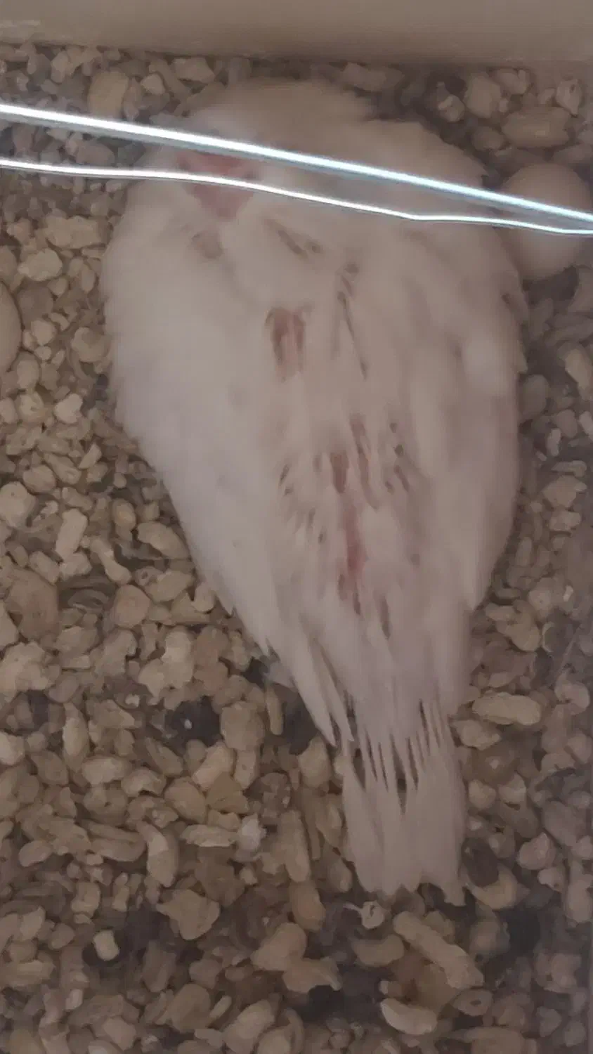 عروس هلندی|پرنده|لار, |دیوار