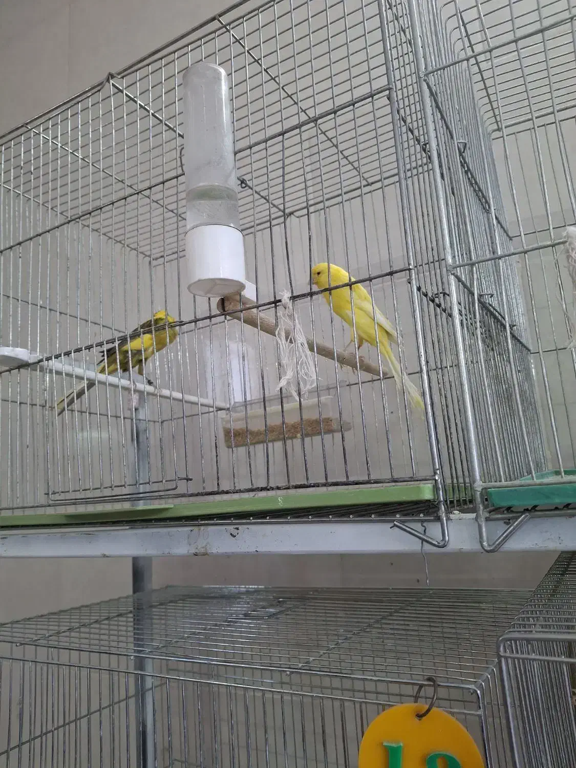 فروش قناری کشیده بلند درجه ۱/ردفاکتور/رسمی/|پرنده|خمینی‌شهر, |دیوار