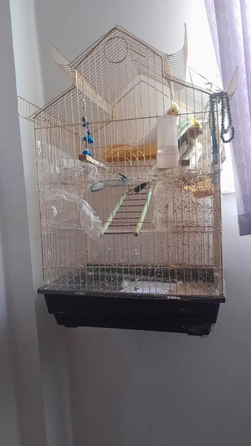 دو عدو عروس نروماده|پرنده|تبریز, |دیوار