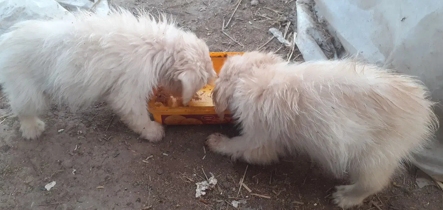 واگذاری ۲ عددسگ پاکوتاه پشمالو جوان نر تریر|سگ|سنگر, |دیوار