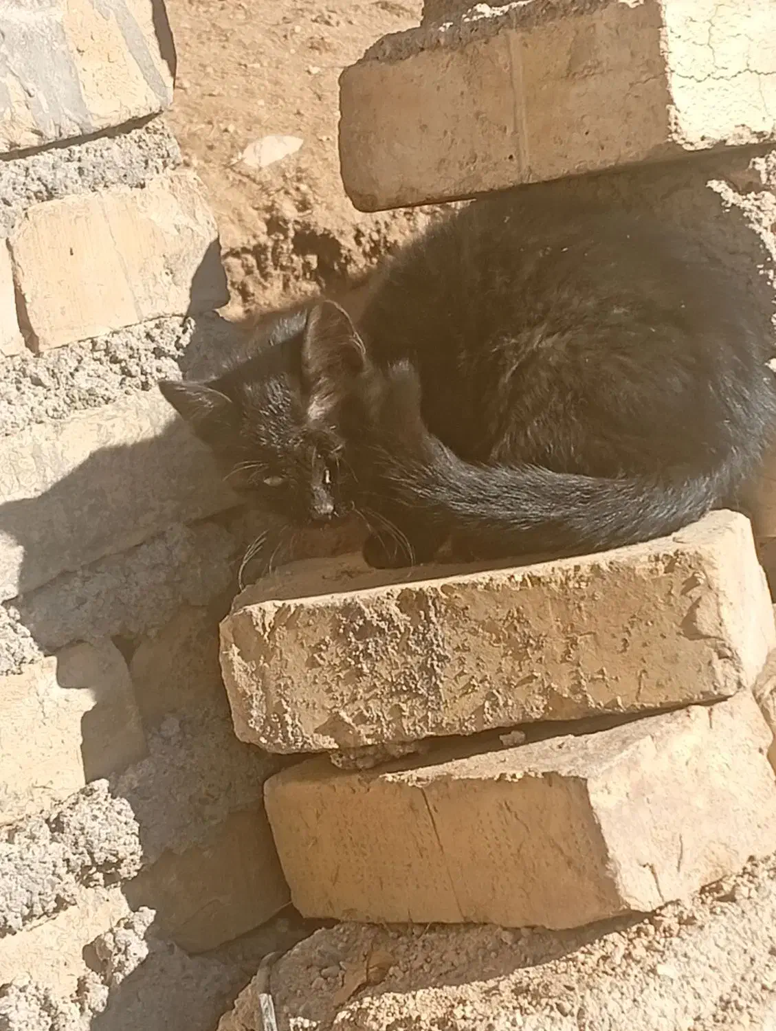 بچه گربه|گربه|زنجان, |دیوار