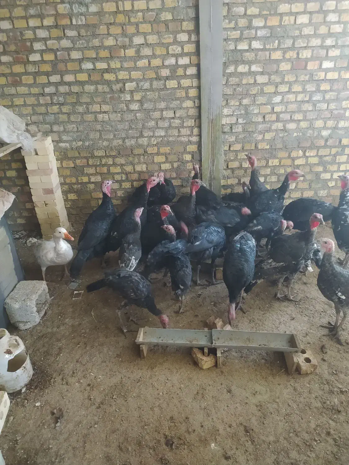 بوقلمون‌قرمزومشکی‌محلی،مرغ  محلی|حیوانات مزرعه|بوکان, |دیوار