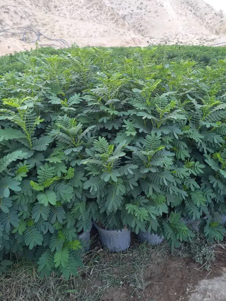 فروش نهال فضای سبز|خدمات باغبانی و درختکاری|بوشهر, |دیوار