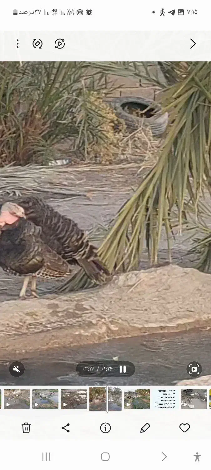 فروش بوقلمون نر|حیوانات مزرعه|ایرانشهر, |دیوار