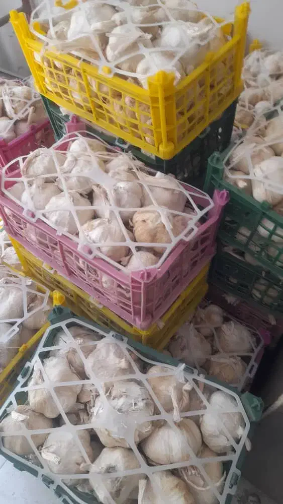 سیر و موسیر همدان|خوردنی و آشامیدنی|تهران, مطهری|دیوار