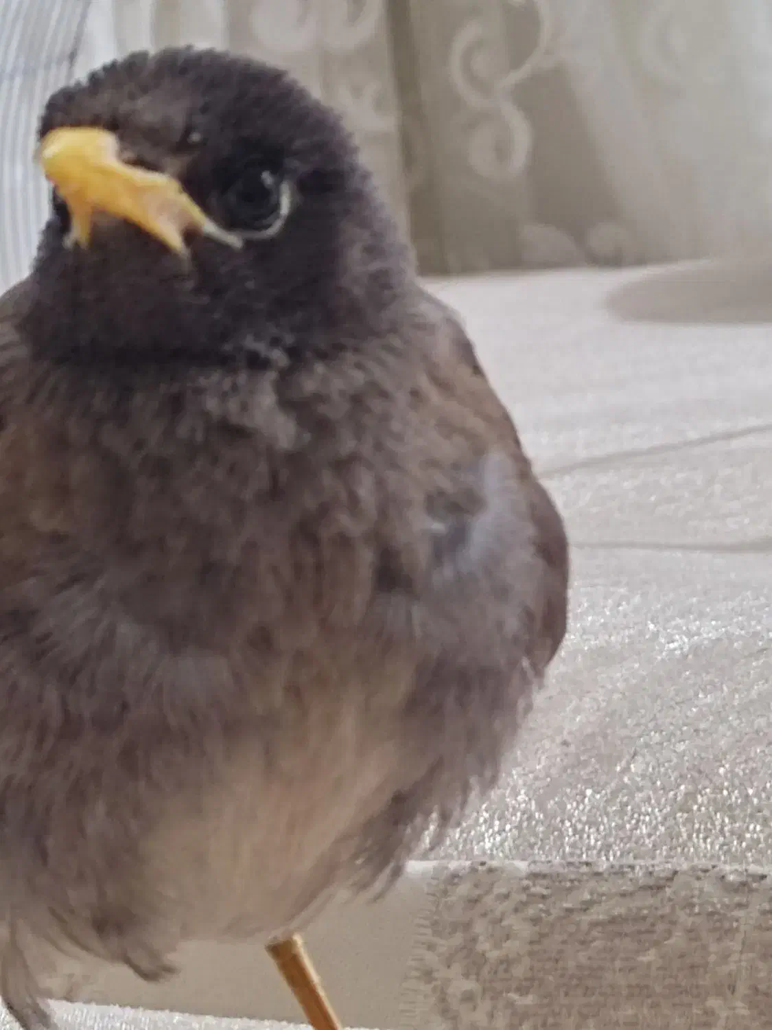 مرغ مینا گم شده|پرنده|ایلام, |دیوار