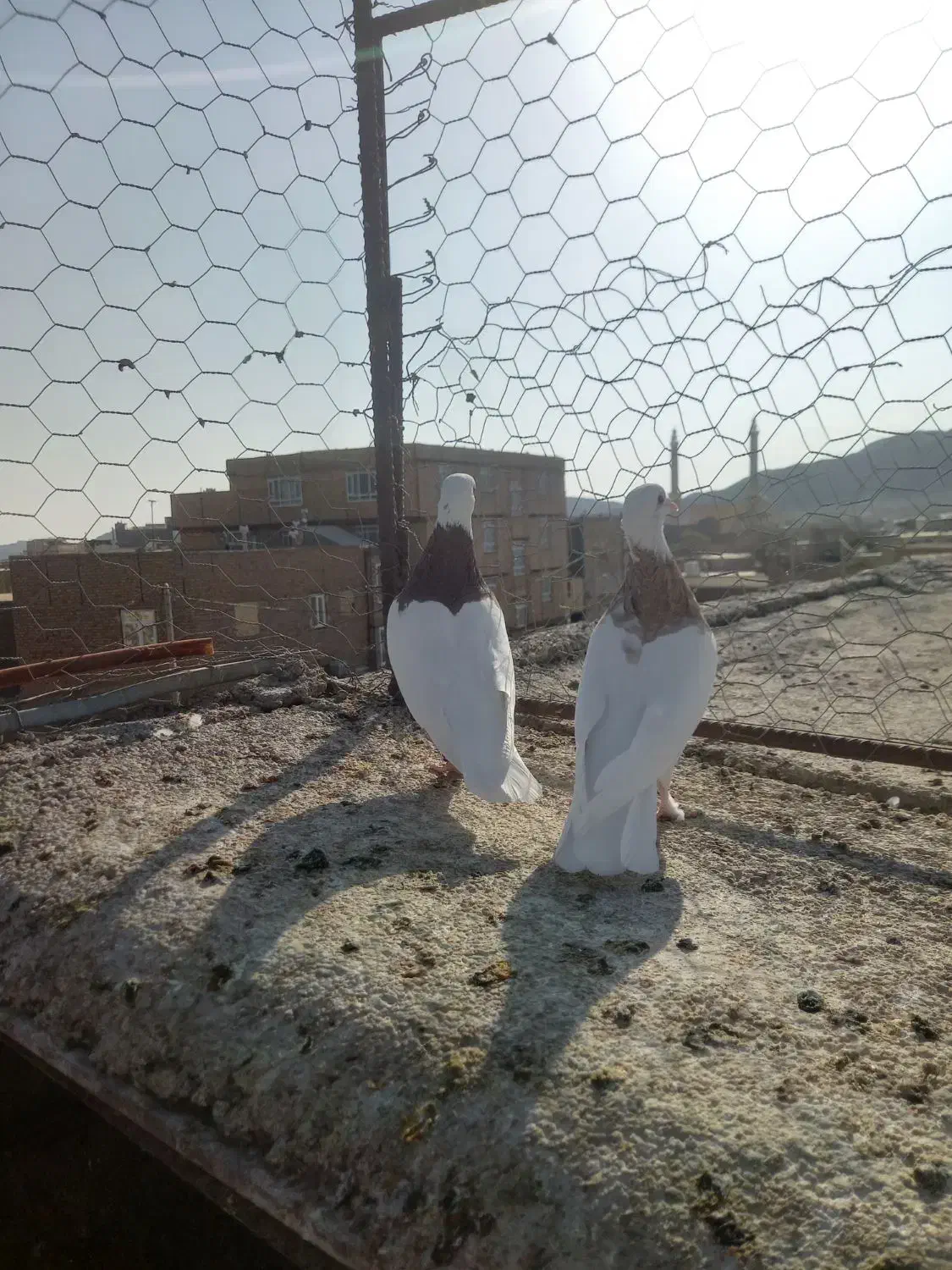 جفت طوقی کشیده|پرنده|خواف, |دیوار