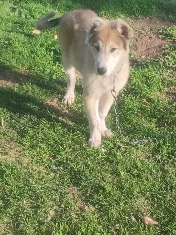 سلام . توله سرابی نر ۶۵روز|سگ|خاوران, |دیوار