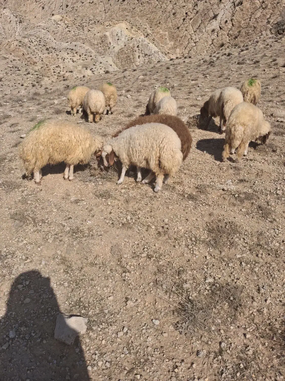 بره|حیوانات مزرعه|کارزان, |دیوار