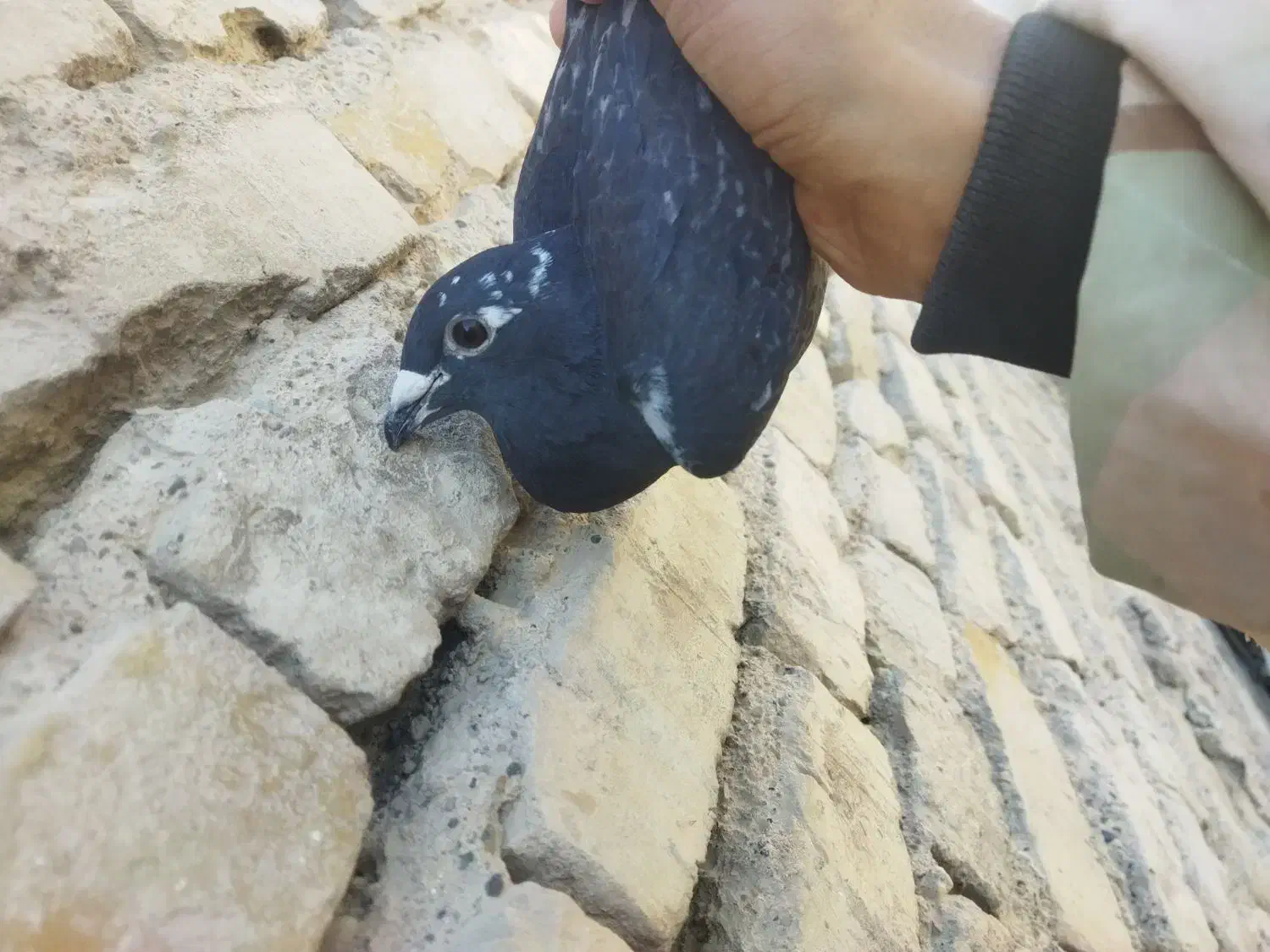 جوانه نر|پرنده|هامون, |دیوار