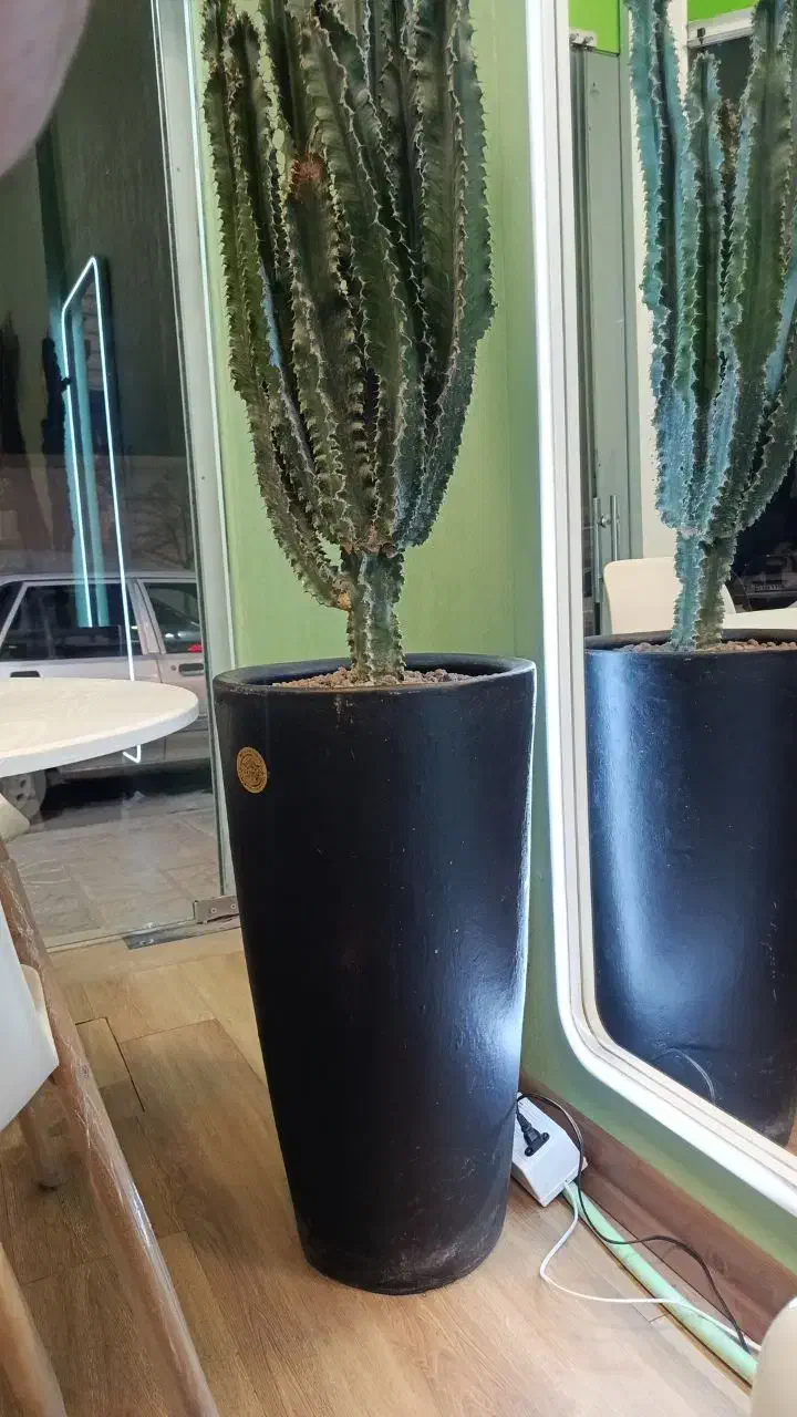 گلدان بزرگ کاکتوس درجه یک|گل و گیاه طبیعی|مشهد, دانشجو|دیوار