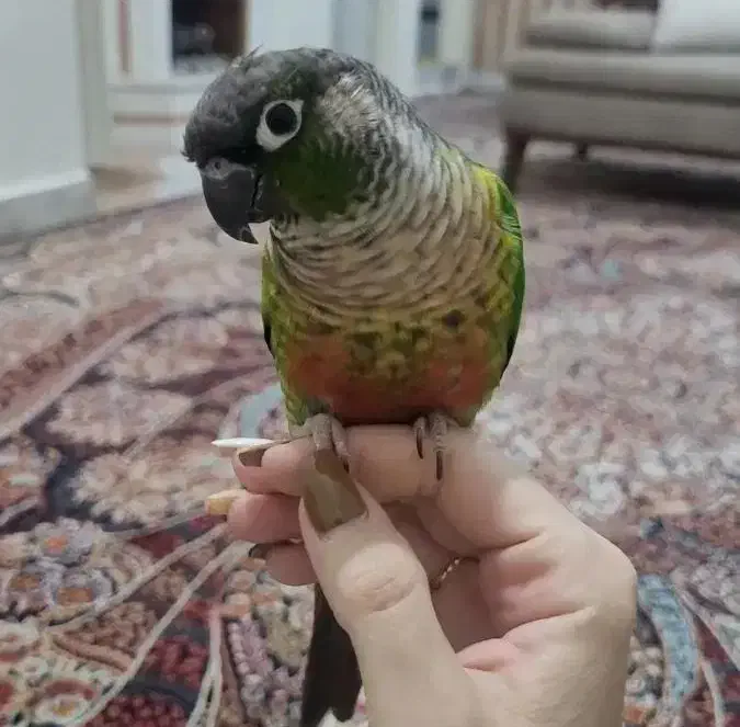 گرینچیک|پرنده|تهران, سازمان آب|دیوار