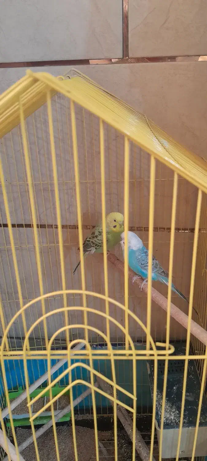 فروش تعدادی عروس هلندی و مرغ عشق|پرنده|دوگنبدان, |دیوار