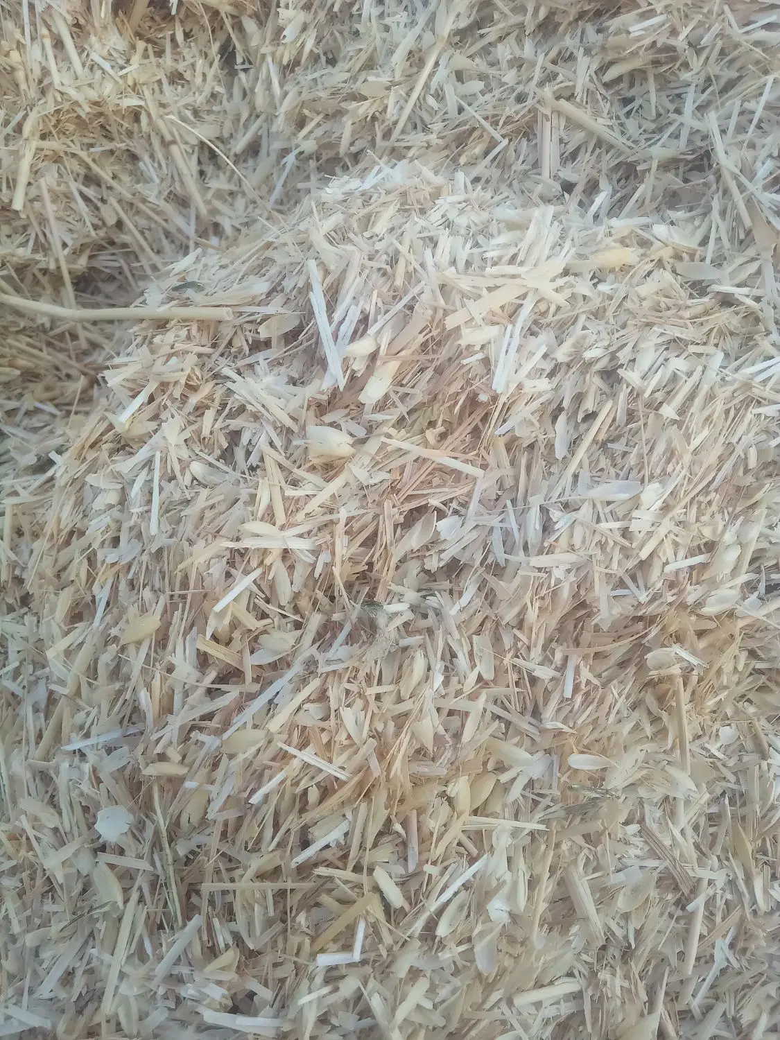 کاه دیم|گل و گیاه طبیعی|کرج, اصفهانی‌ها|دیوار