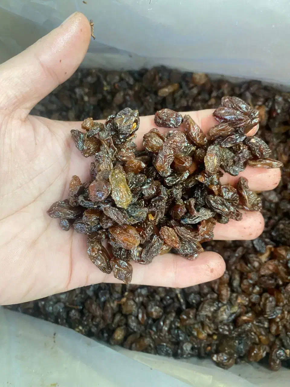 کشمش عنابی درجه یک|خوردنی و آشامیدنی|میانه, |دیوار