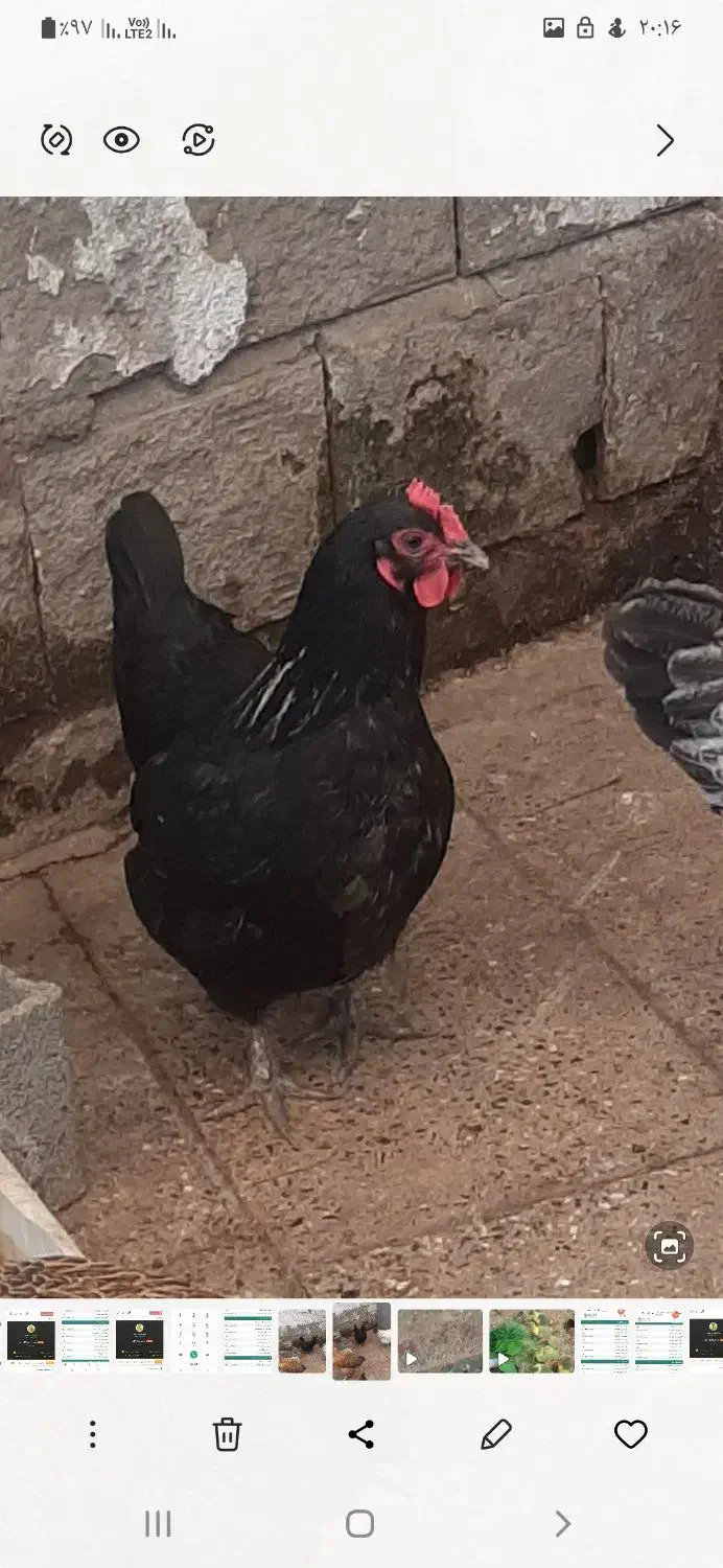 فروش مرغ مشکی پا کوتاه|حیوانات مزرعه|بابل, |دیوار