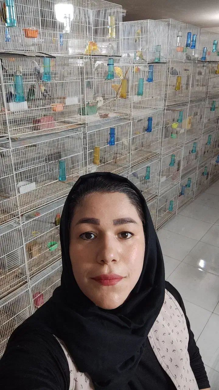 سالن طوطی نویان پاروت کوتوله عروس قناری کفتر|پرنده|مشهد, فاطمیه|دیوار