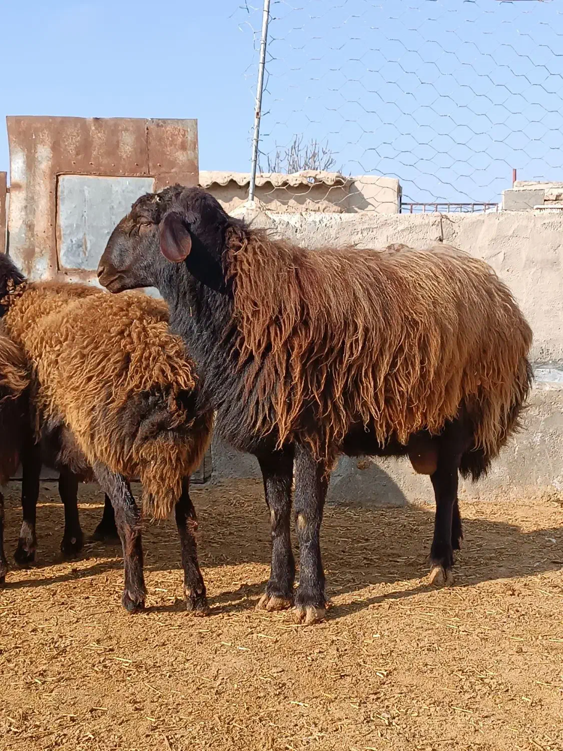 قوچ|حیوانات مزرعه|نیشابور, میدون بار|دیوار