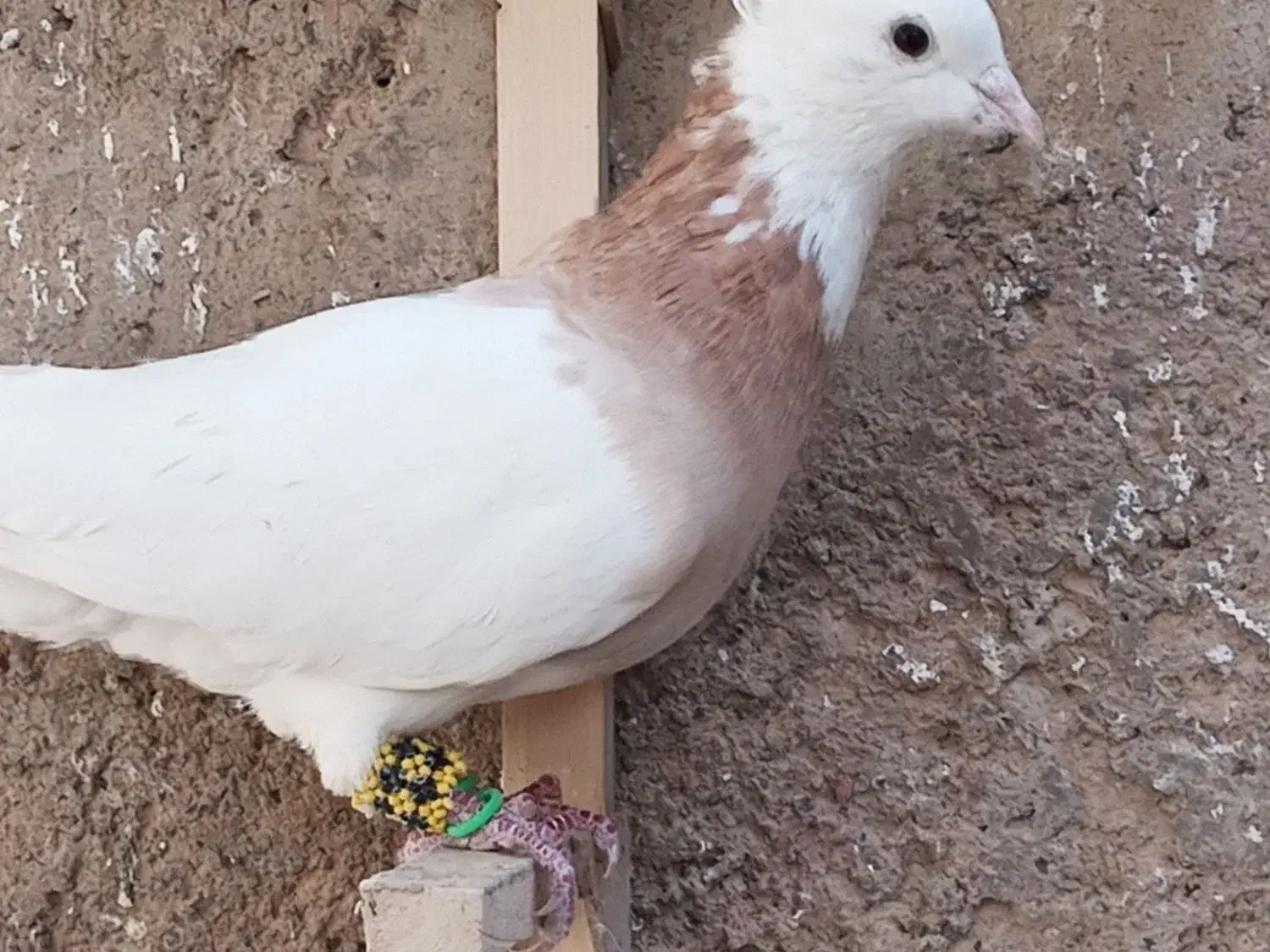 طوق زرد|پرنده|پاسارگاد, |دیوار