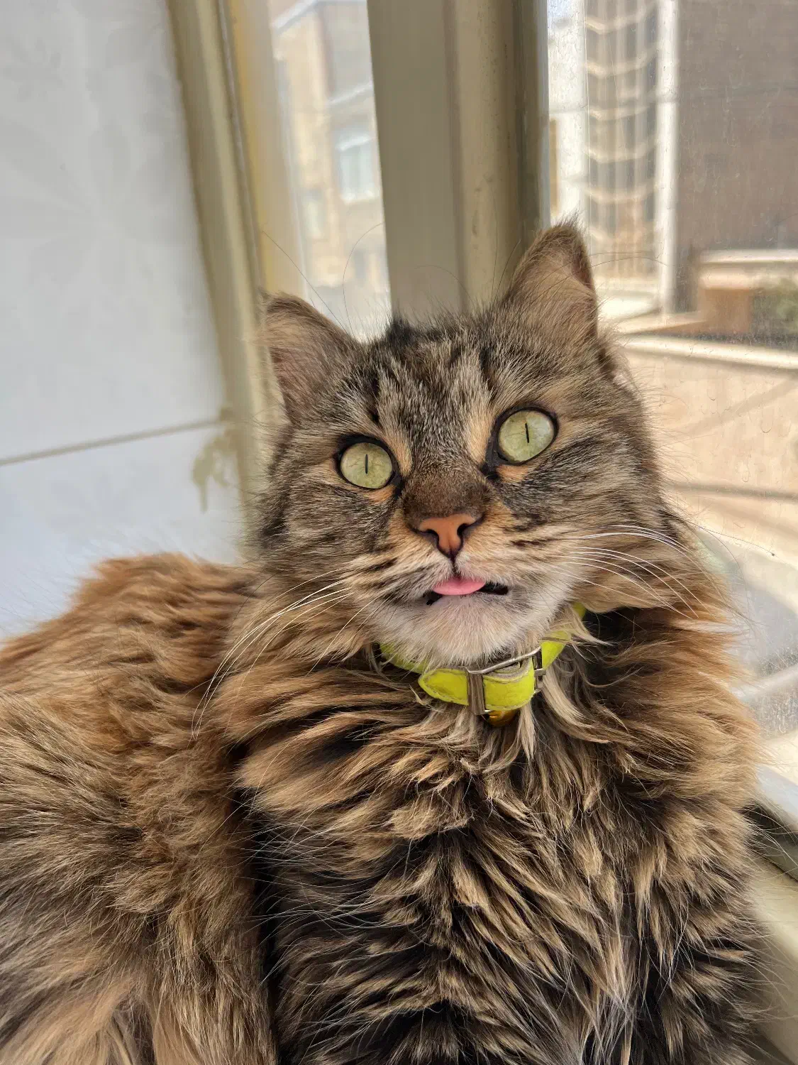 گمشده با مژدگانی خوب|گربه|اراک, |دیوار