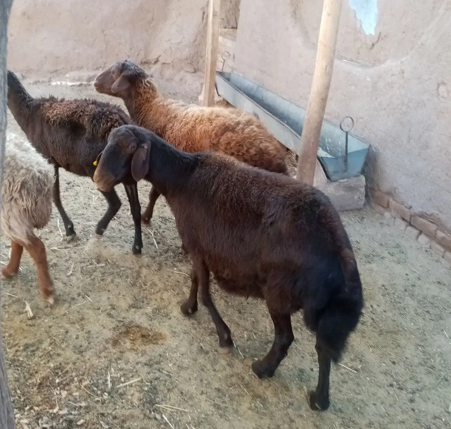 میش سرخ افشار آبستن|حیوانات مزرعه|کدکن, |دیوار