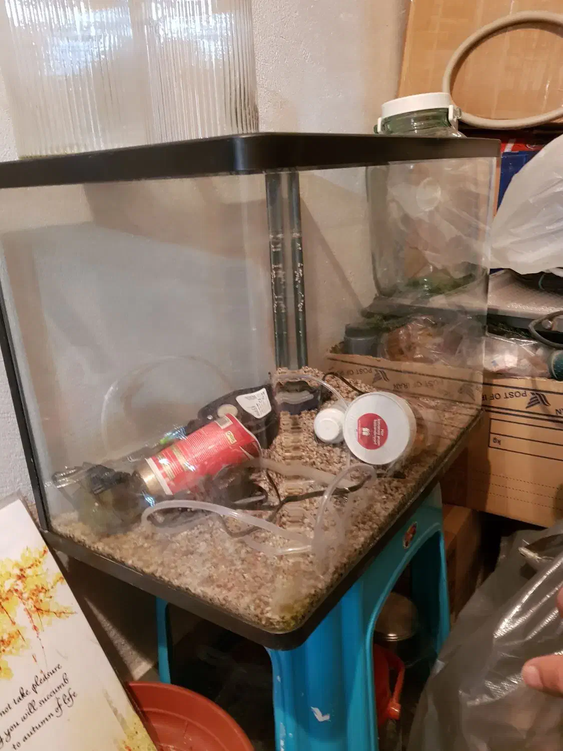 آکواریوم شیشه خم|ماهی|فردیس, فردیس|دیوار