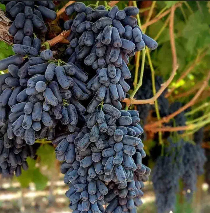 نهال انگور موندراپ|خدمات باغبانی و درختکاری|محمدیه-قزوین, |دیوار