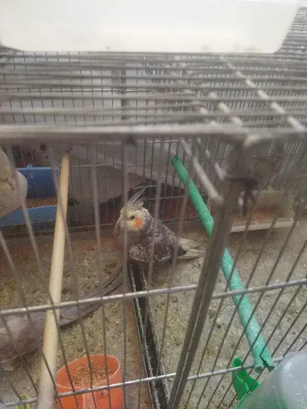 فروش پرنده|پرنده|اصفهان, فجر|دیوار